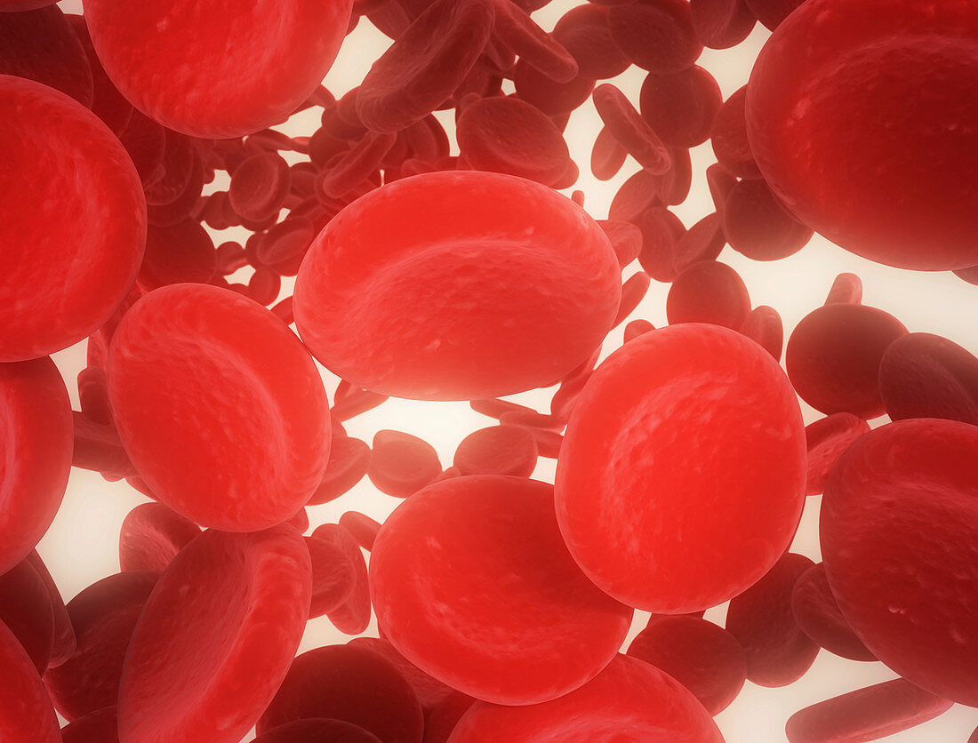 Red blood cells