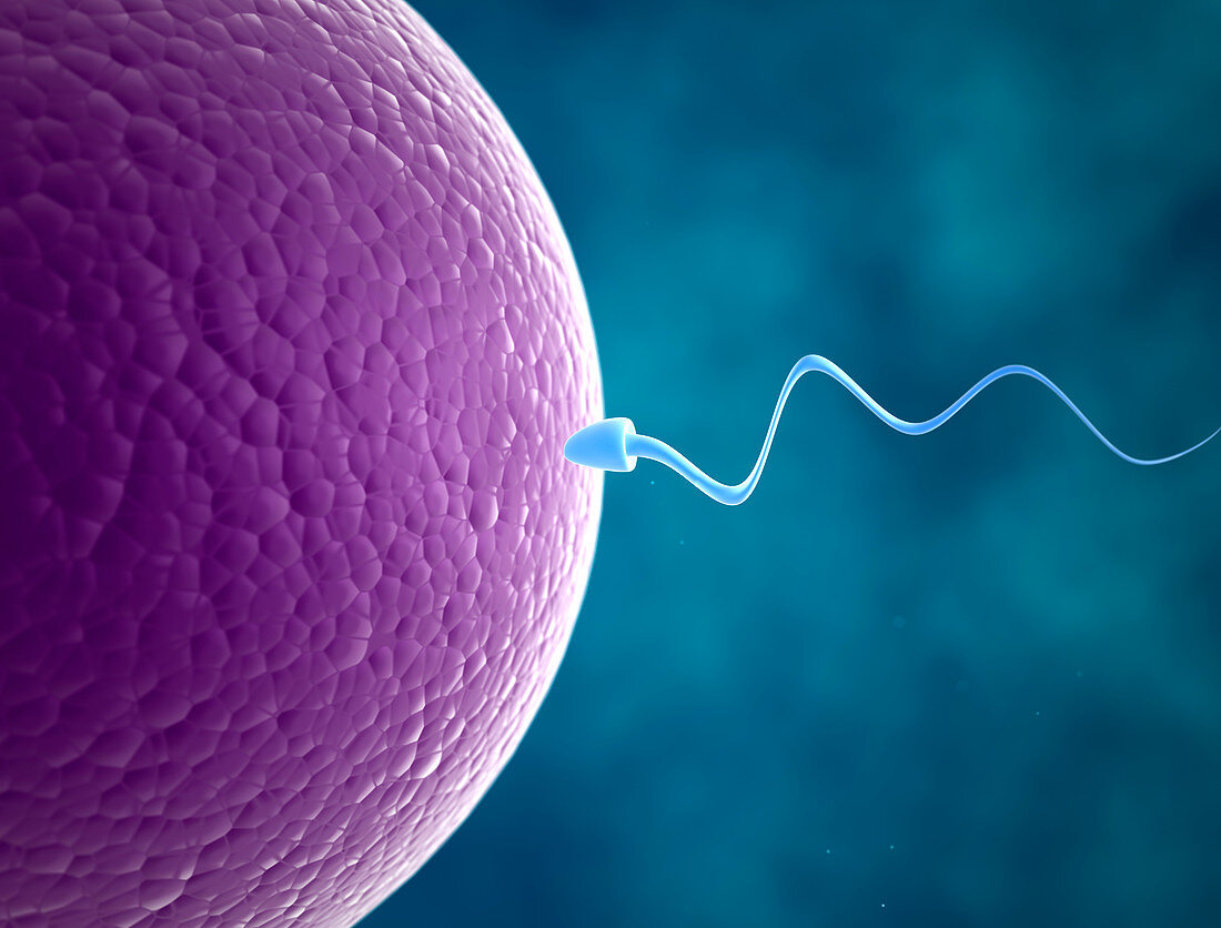 Human sperm and egg