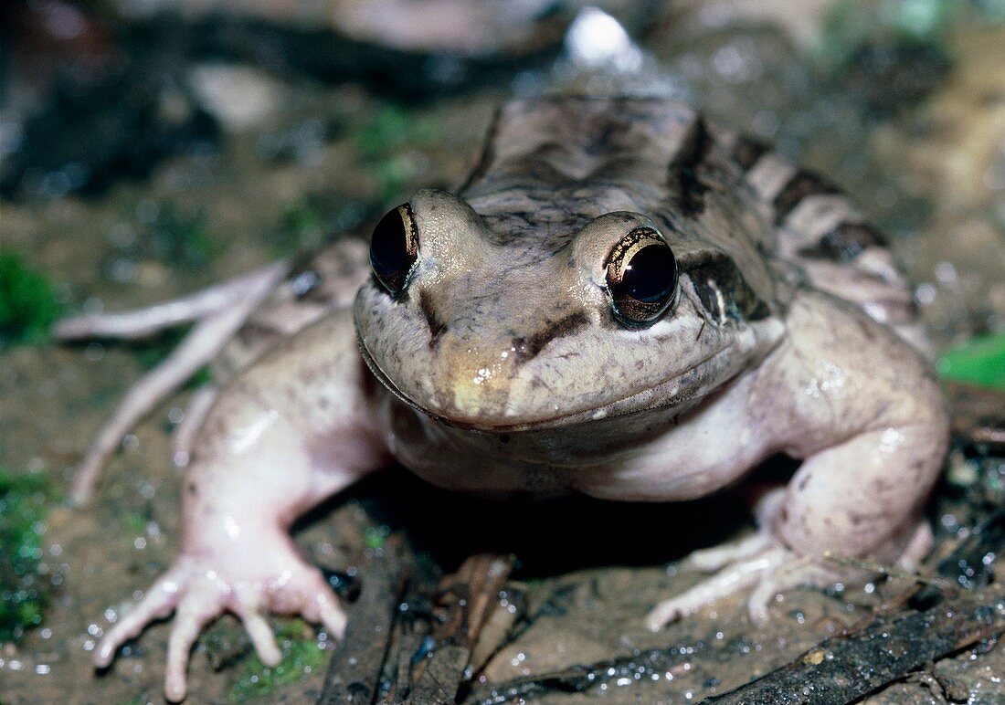 Leptodactylus bullfrog