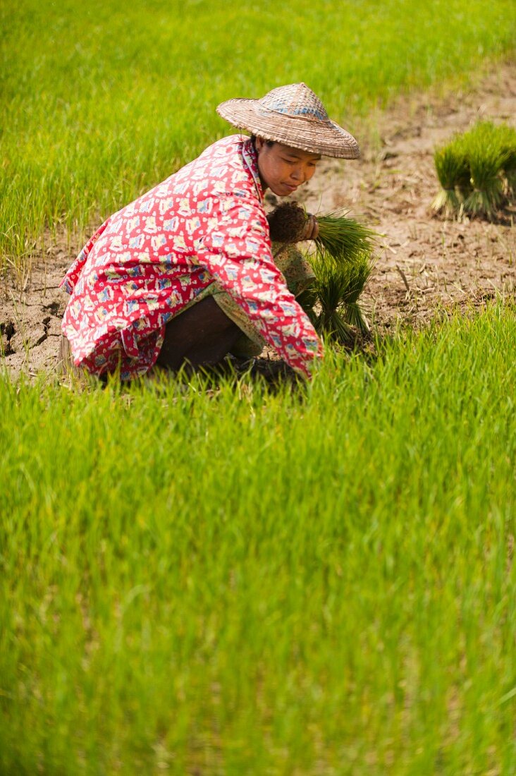 Asiatin bündelt Reispflanzen im Reisfeld (Kachin, Myanmar, Burma)