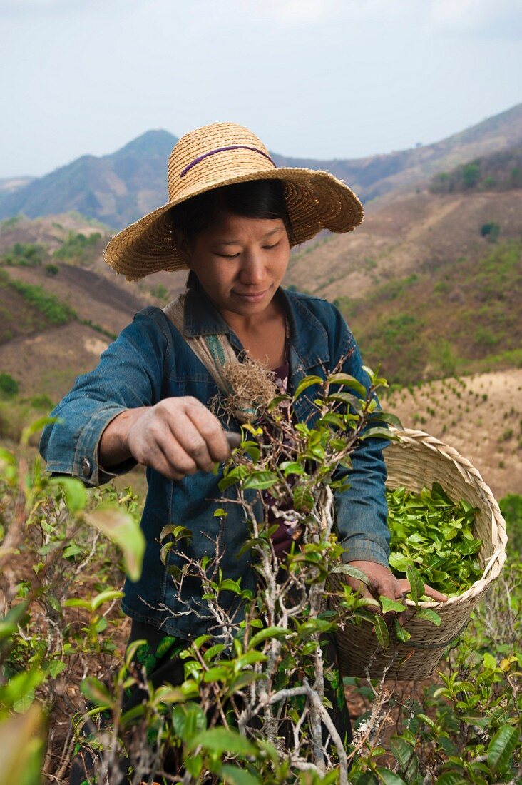 An Asian woman harvesting tea leaves (Kalaw Shan, Myanmar, Burma)