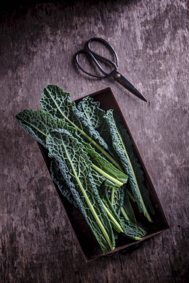 Kale in a metal tray with scissors
