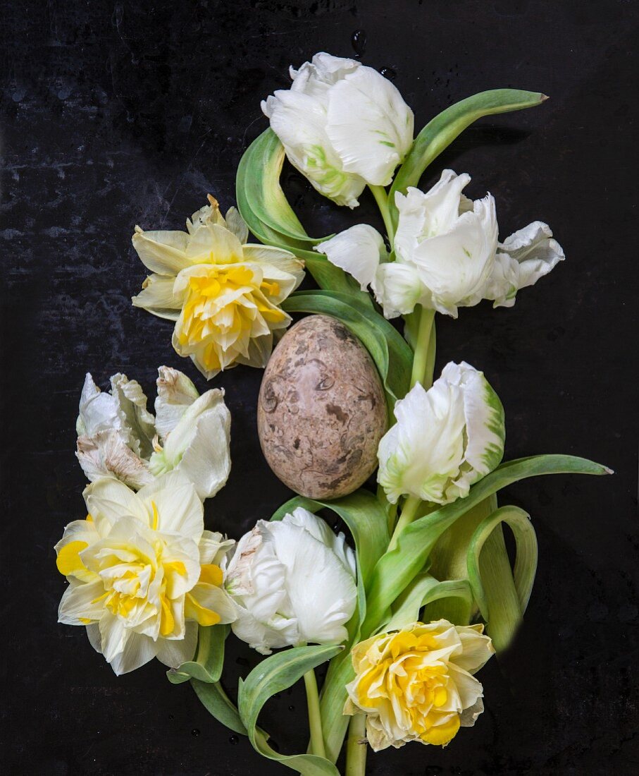 White parrot tulips and double narcissus around marbled egg