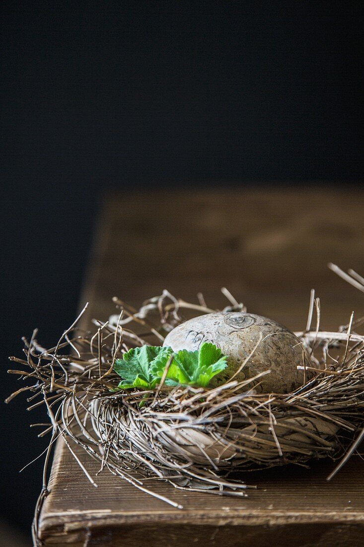Egg in nest of twigs against black background