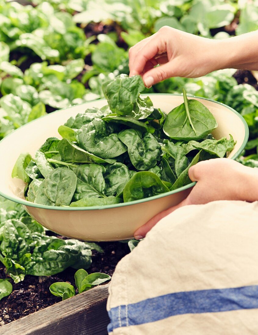 A woman harvesting fresh spinach