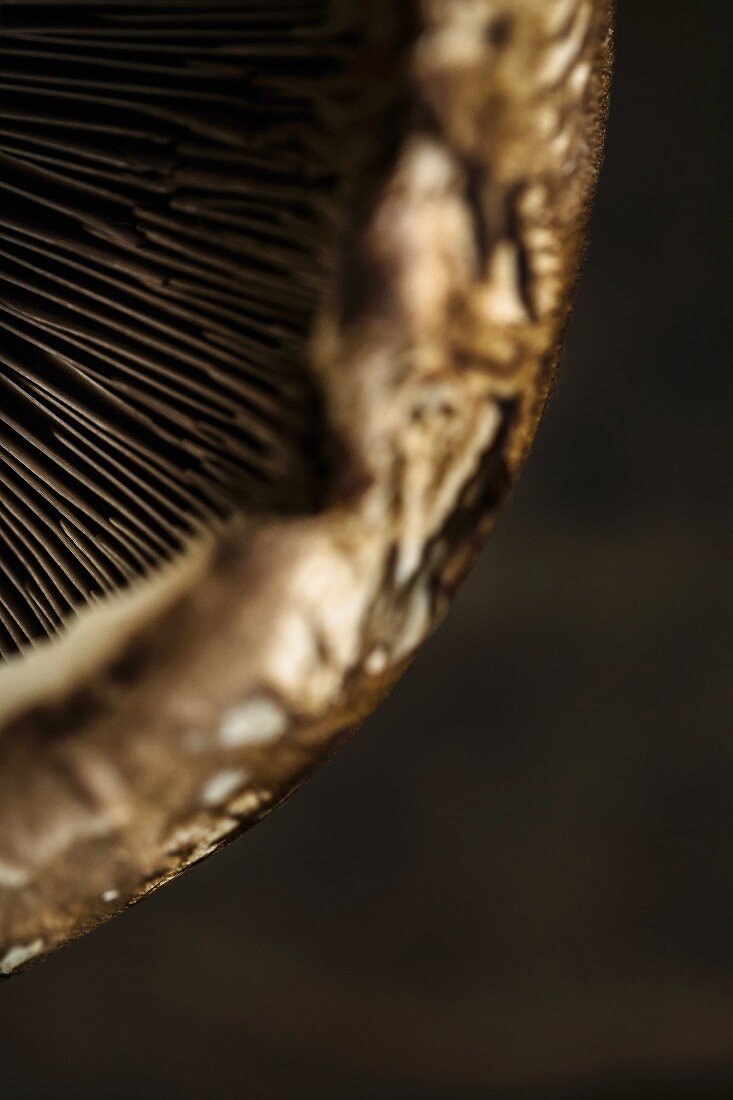 Close up shot of mushroom gills