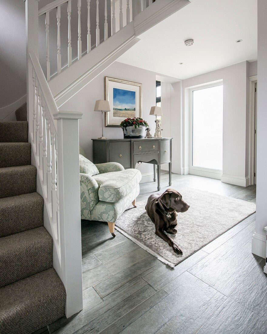 Hund liegt auf dem Teppich unter der Treppe