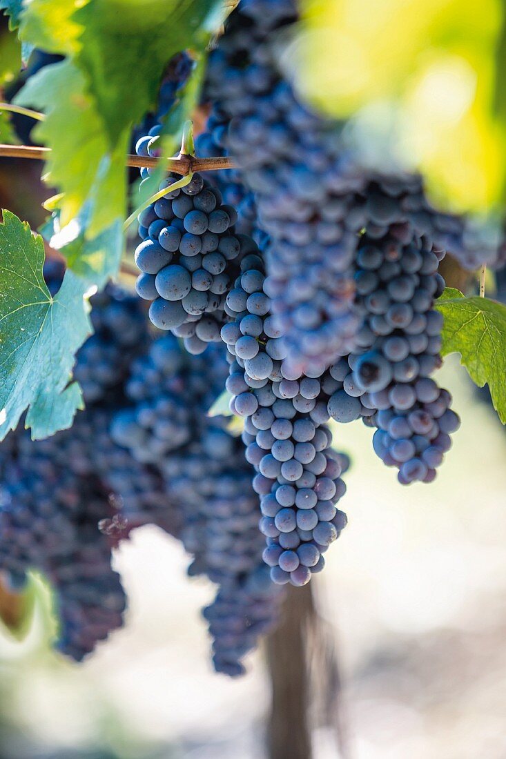 Rotweintrauben an der Rebe, Weingut Nittardi, Toskana, Italien