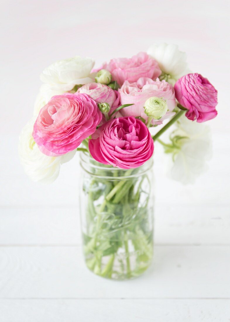 Pink and white ranunculus in glass vase
