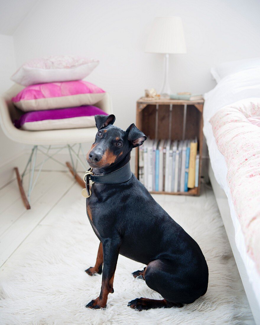 Black Manchester Terrier sitting on white flokati rug next to bed