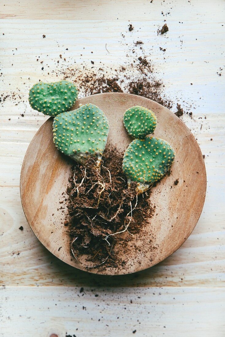 Opuntia microdasys cactus on wooden plate