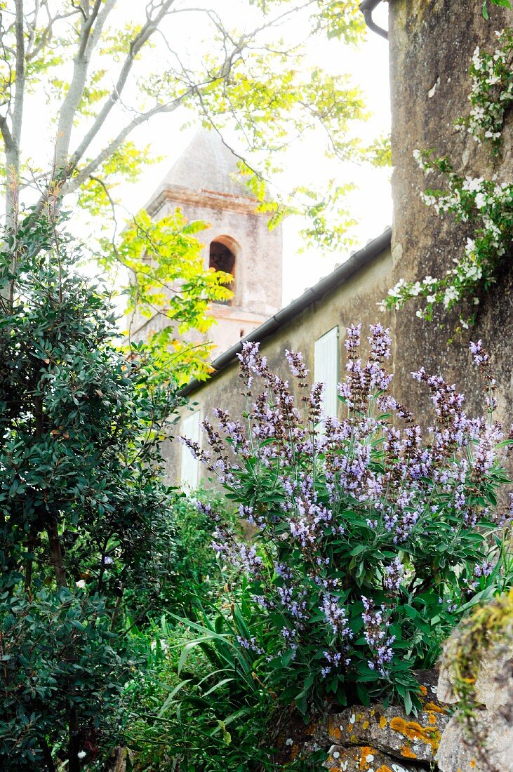 Flowering salvias against wall in wild garden