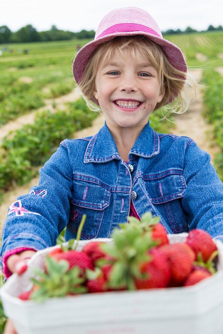 Portrait of happy little girl holding box of strawberries on a strawberry field