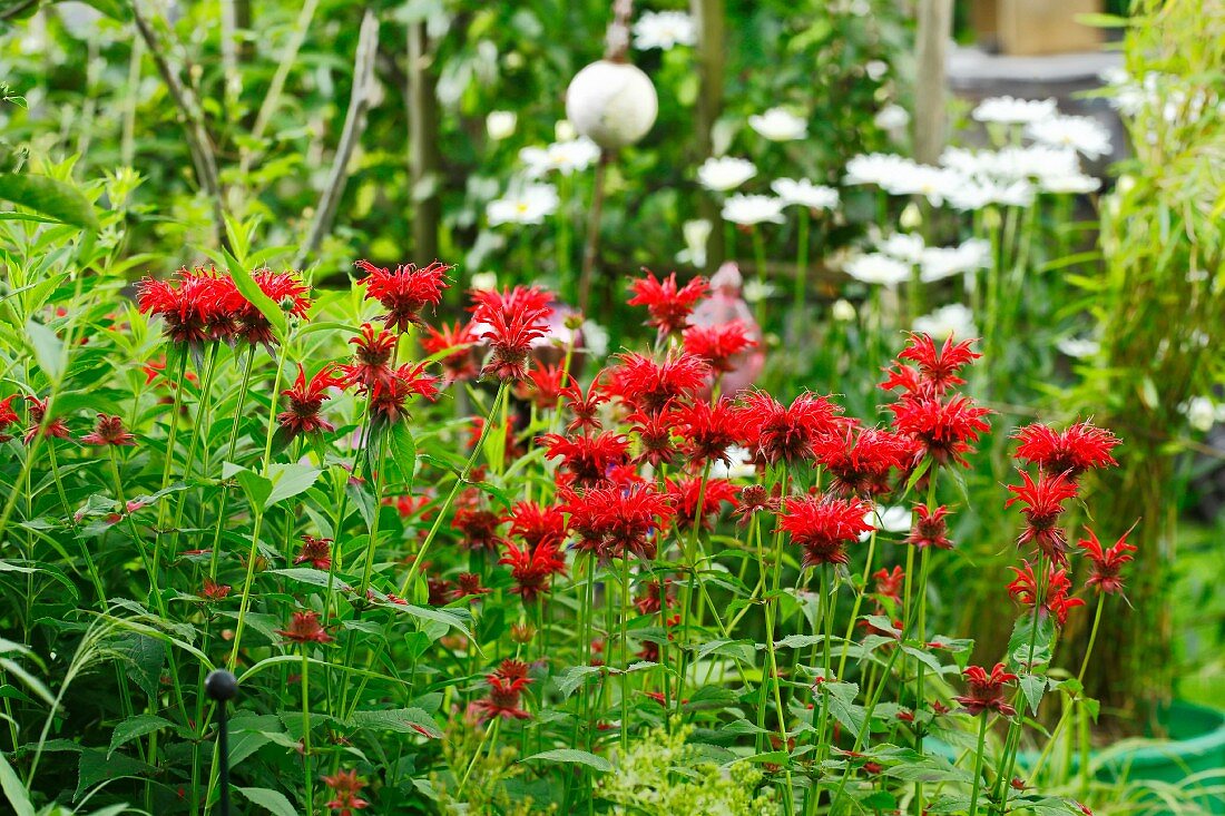 Flowering bee balm (Monarda) in garden