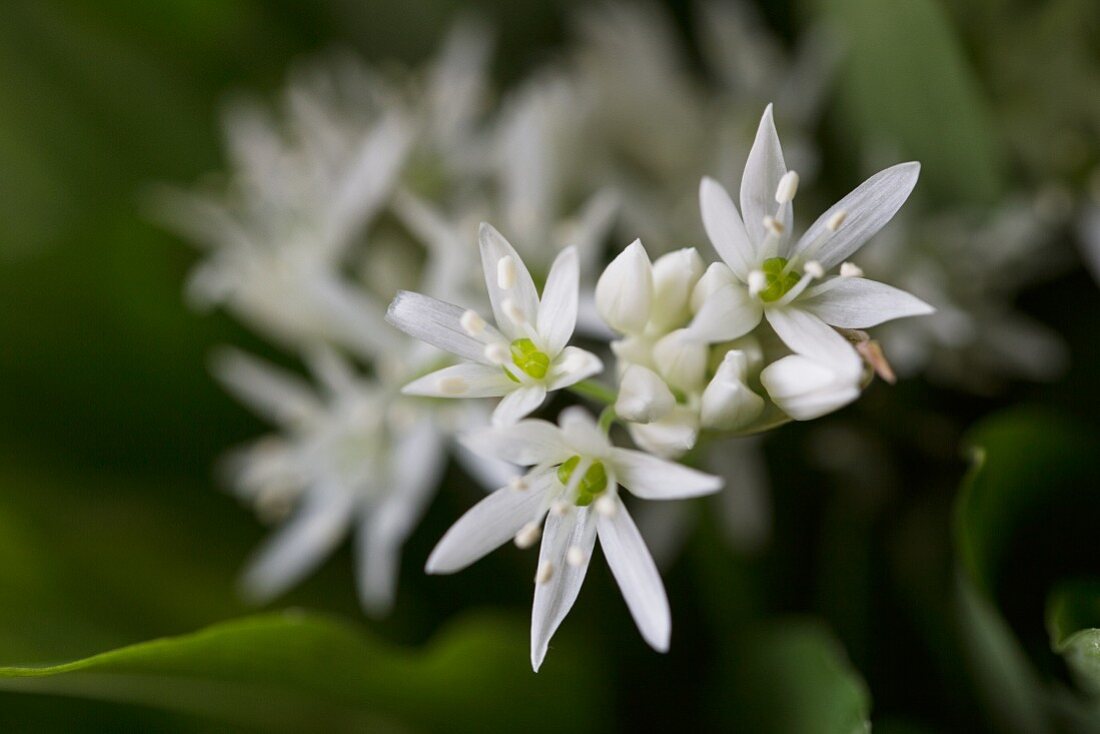 Wild garlic blossoms (close up)