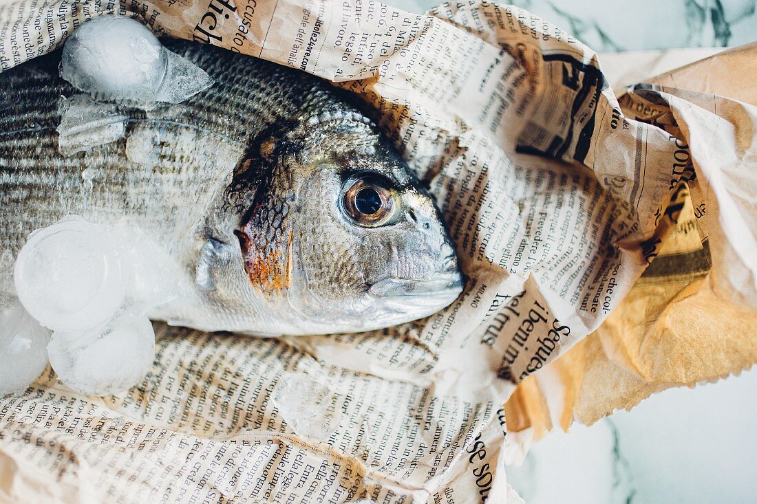 Dorade with ice cubes on newspaper