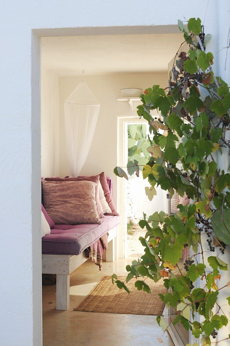 Grapes on vine next to entrance and view of dusky-pink cushions on couch