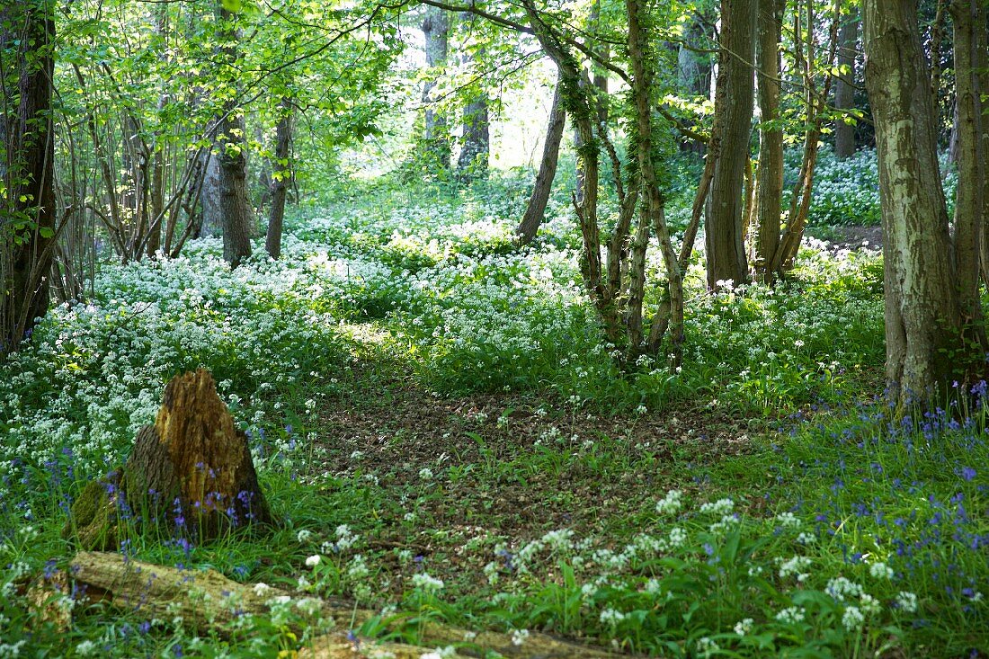 Ramsons (wild garlic) in a wood