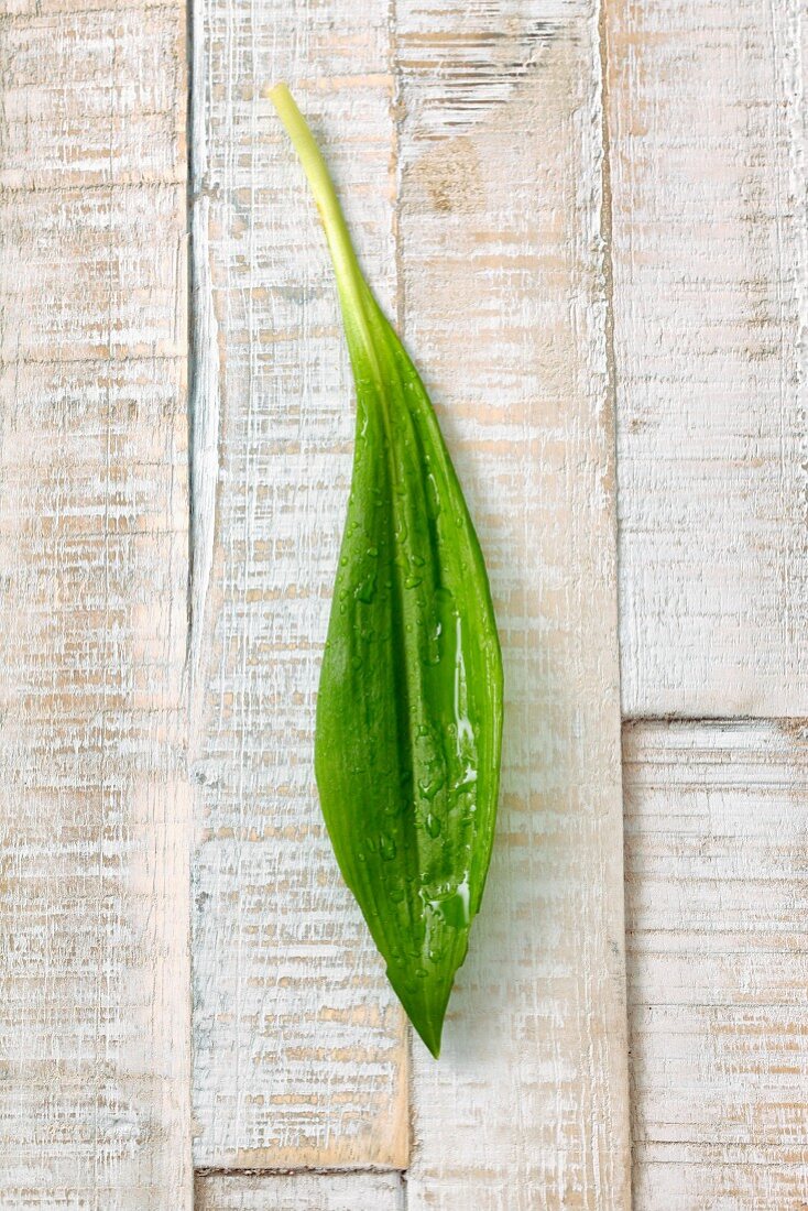 A fresh wild garlic leaf on a wooden background