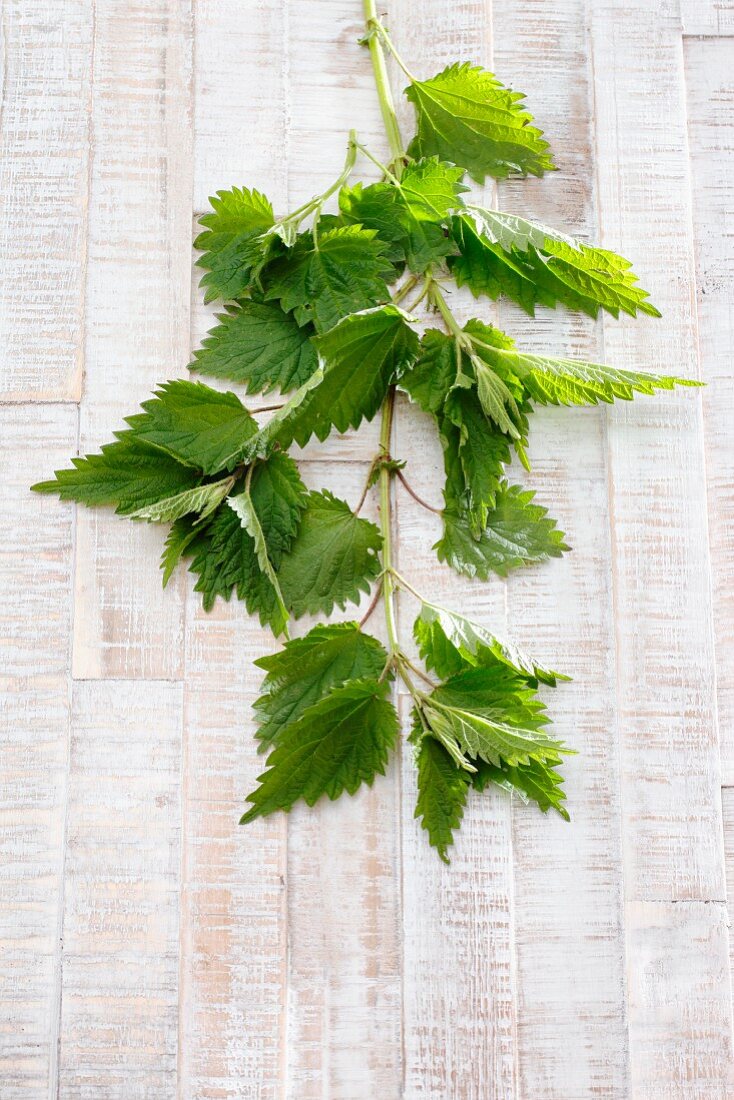 Fresh nettle leaves on a wooden background
