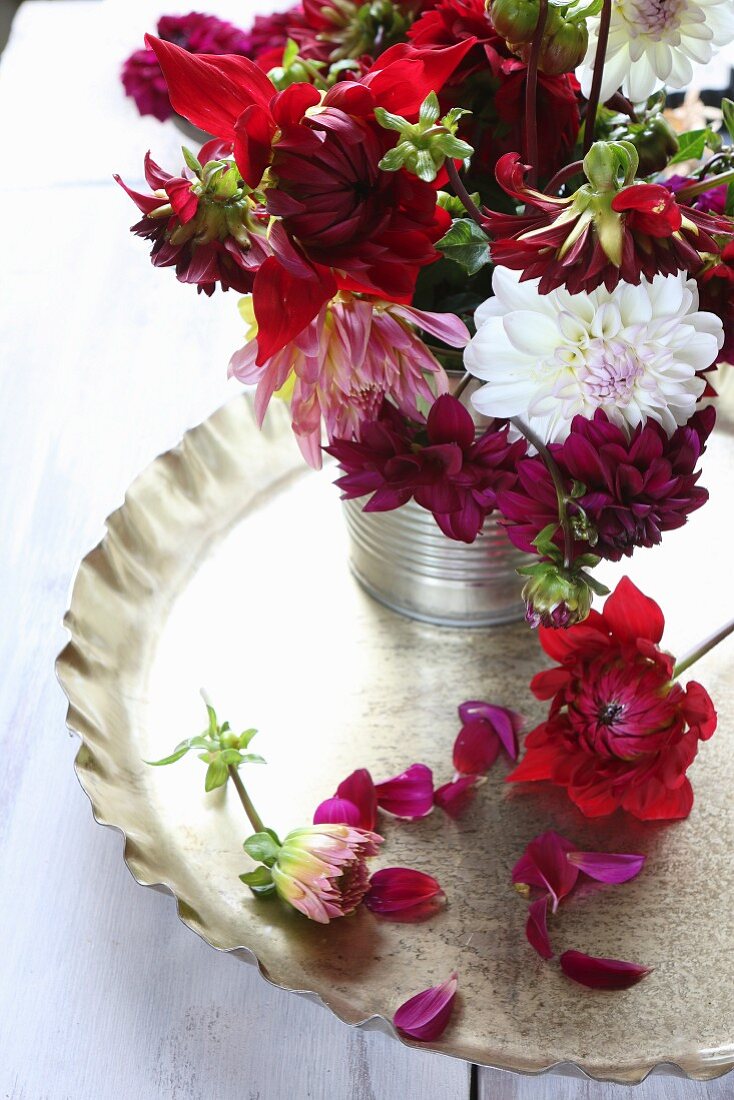 Still-life arrangement of bordeaux and bright red dahlias on gold tray decorated with scattered petals