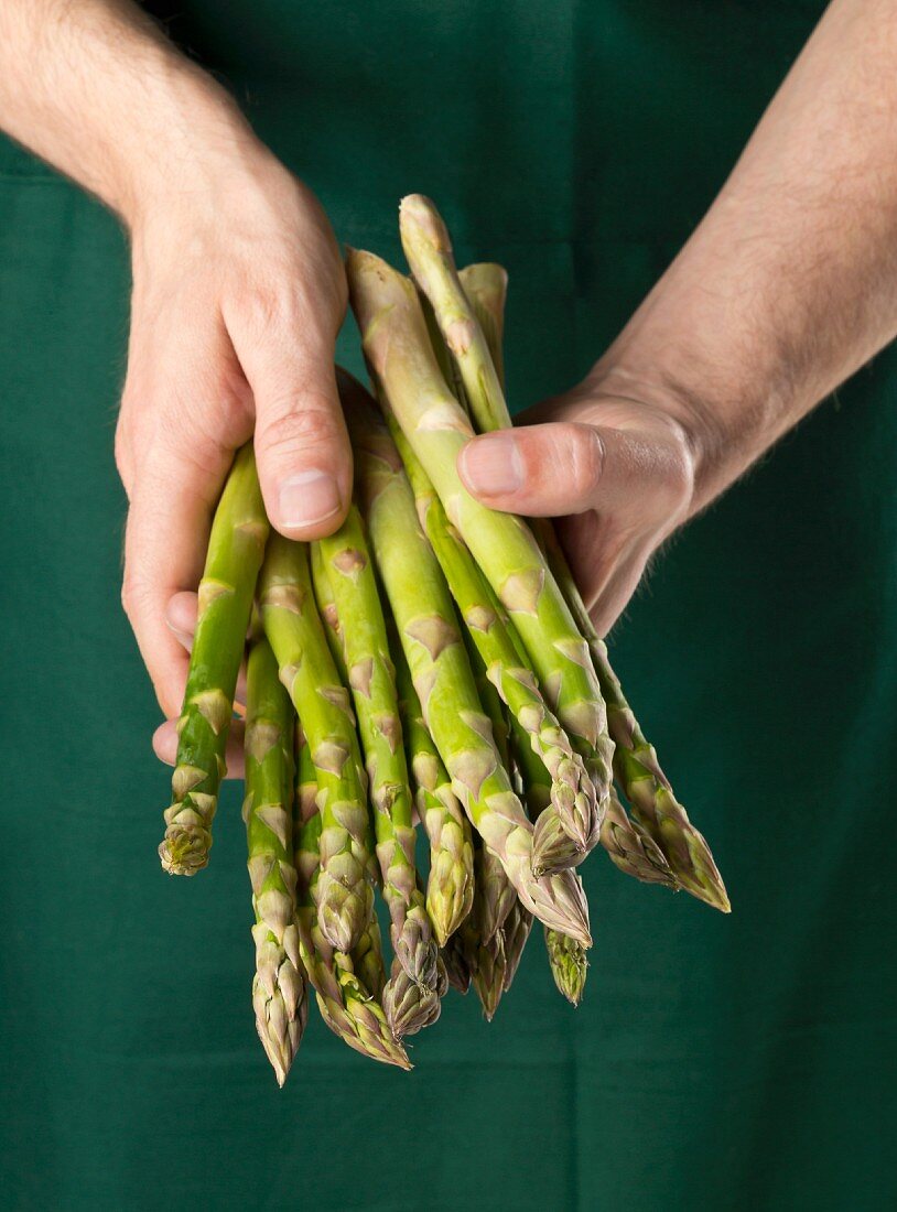 A gardener holding raw green asparagus