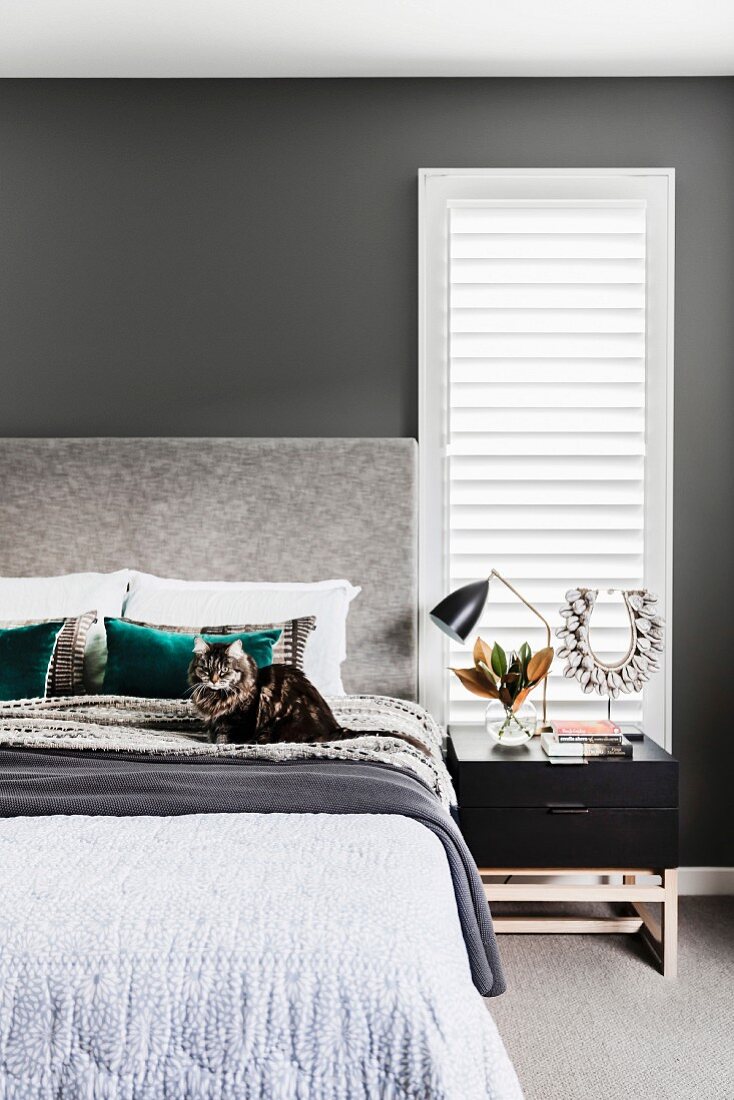 Cat sits on bed in front of gray wall with louvre window