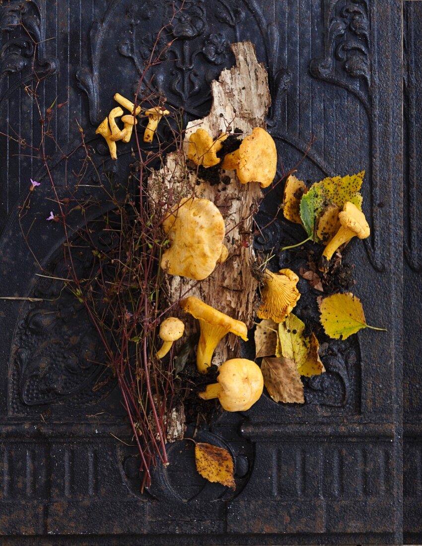 Chanterelles, leaves and twigs