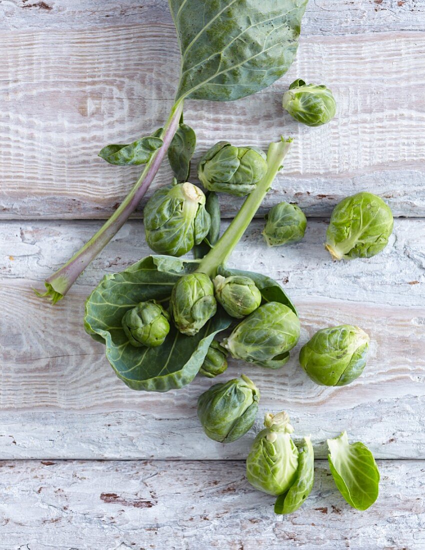 Fresh Brussels Sprouts on Stalk