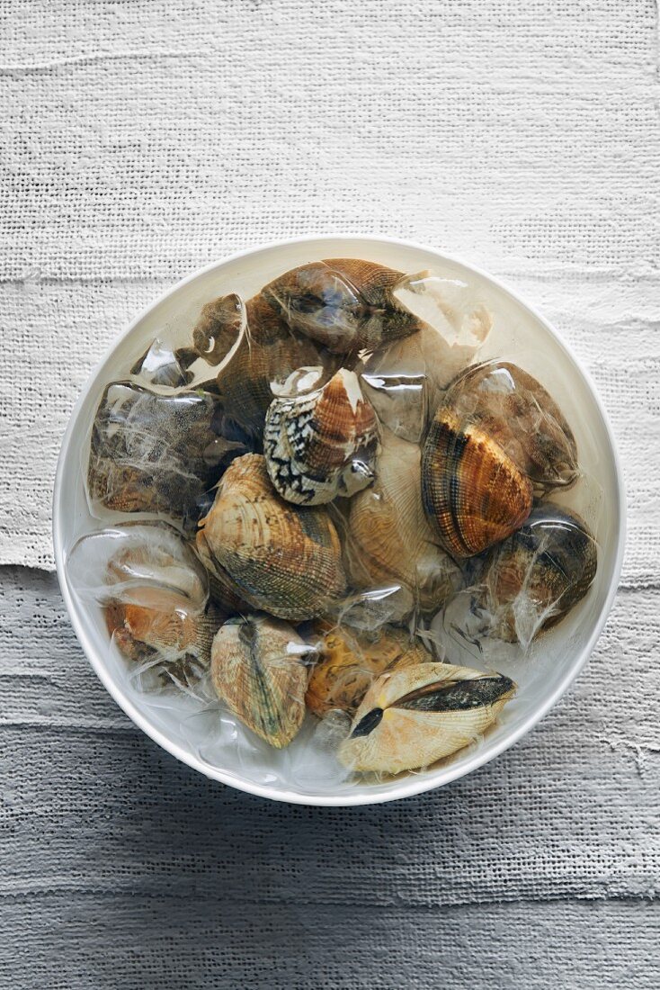 Frische Muscheln mit Eiswürfeln in Schale (Aufsicht)