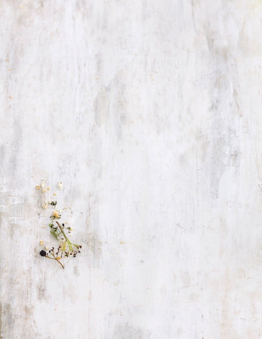 A bare aronia berry branch on a white wooden background