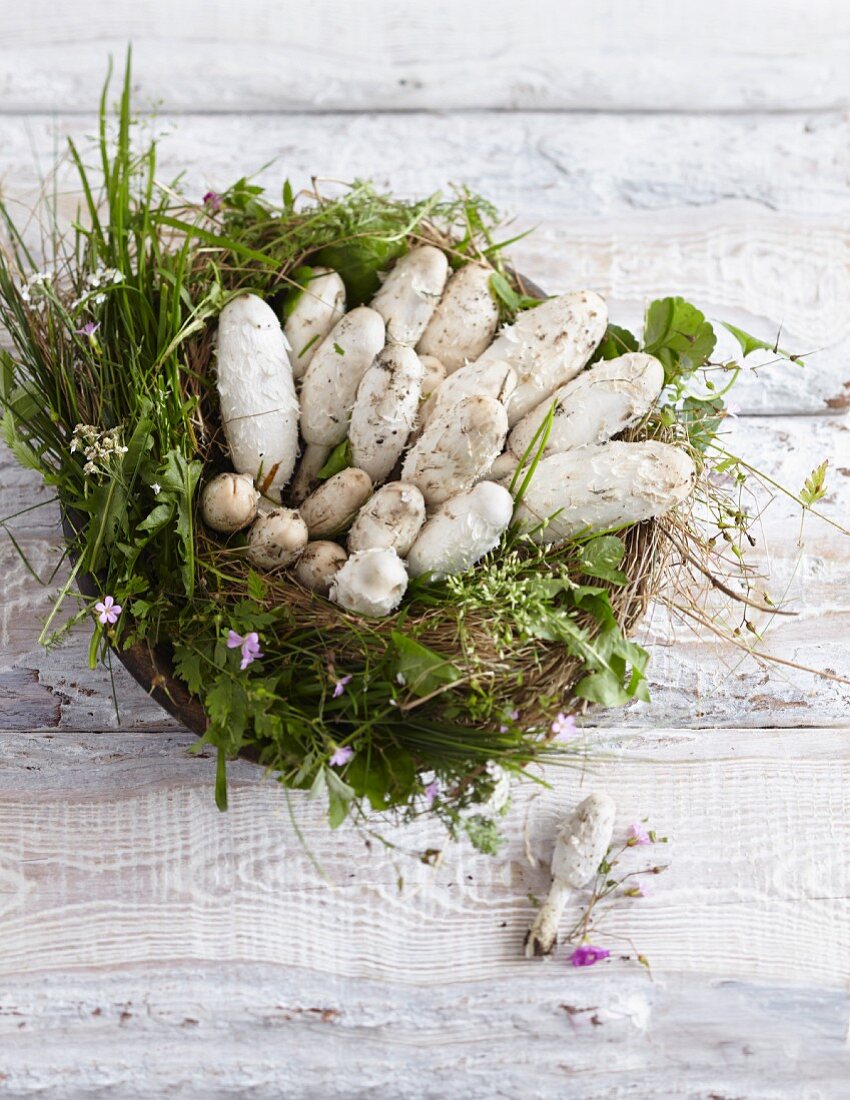 Ink cap mushrooms (also known as a shaggy ink caps, Coprinus Comatus) in a nest of grass and herbs