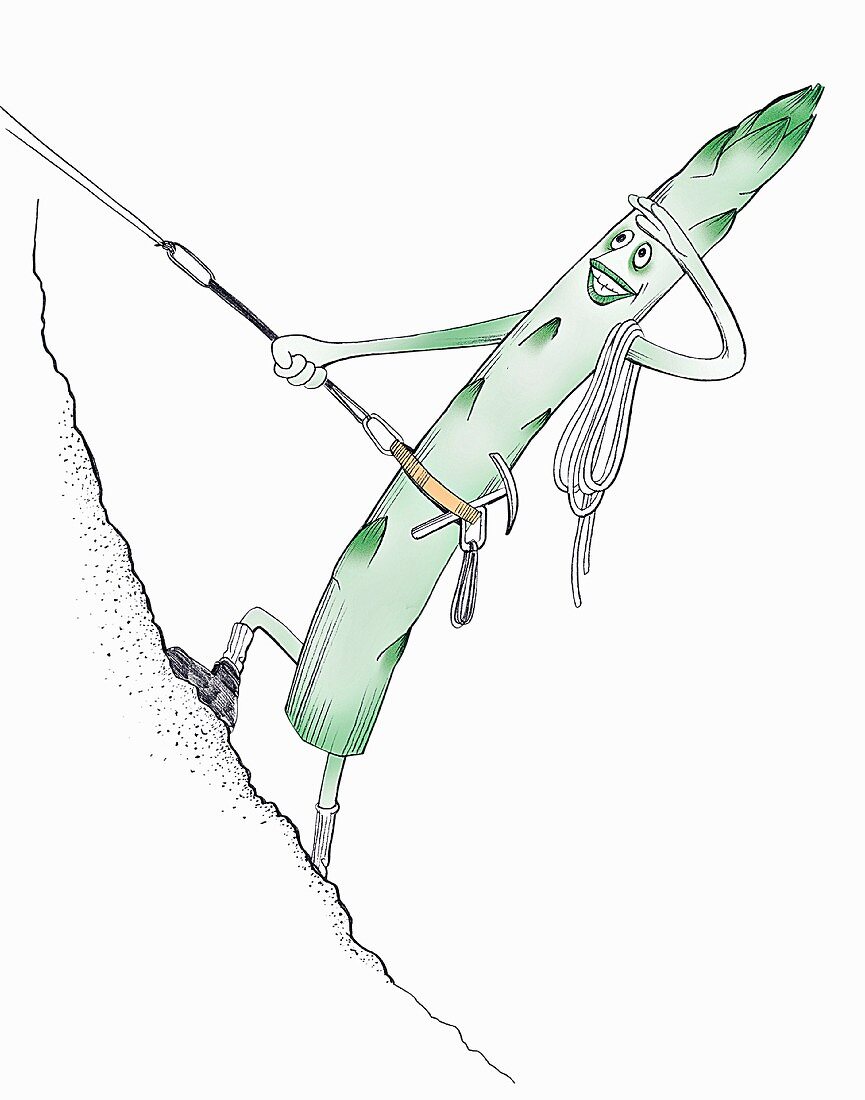 Asparagus as a mountain climber (illustration)