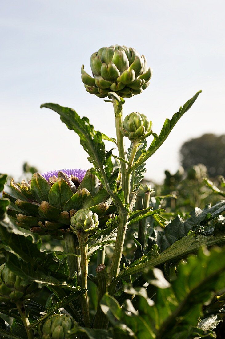 Artichokes in the field