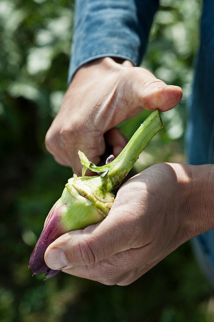 An artichoke being prepared