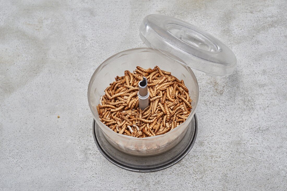Mealworms in a blender