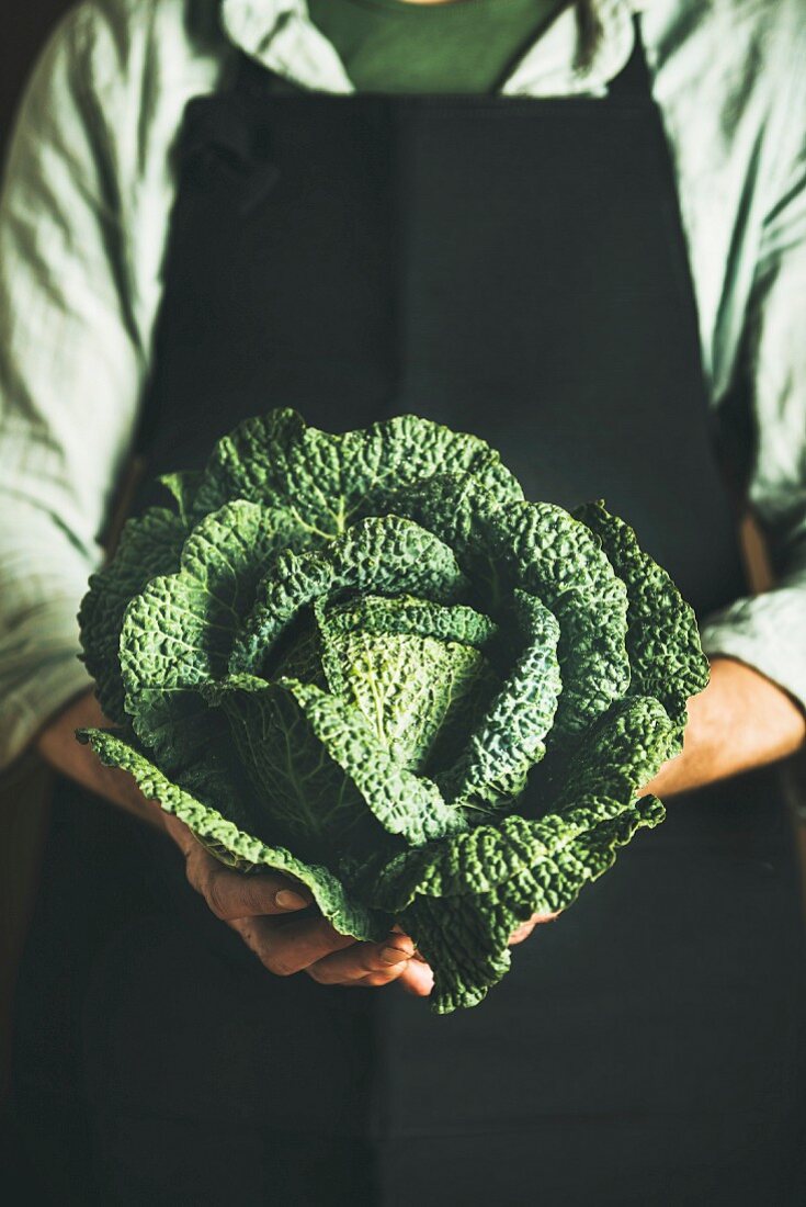 Man wearing black apron keeping fresh green cabbagein in his hands at local farmers market
