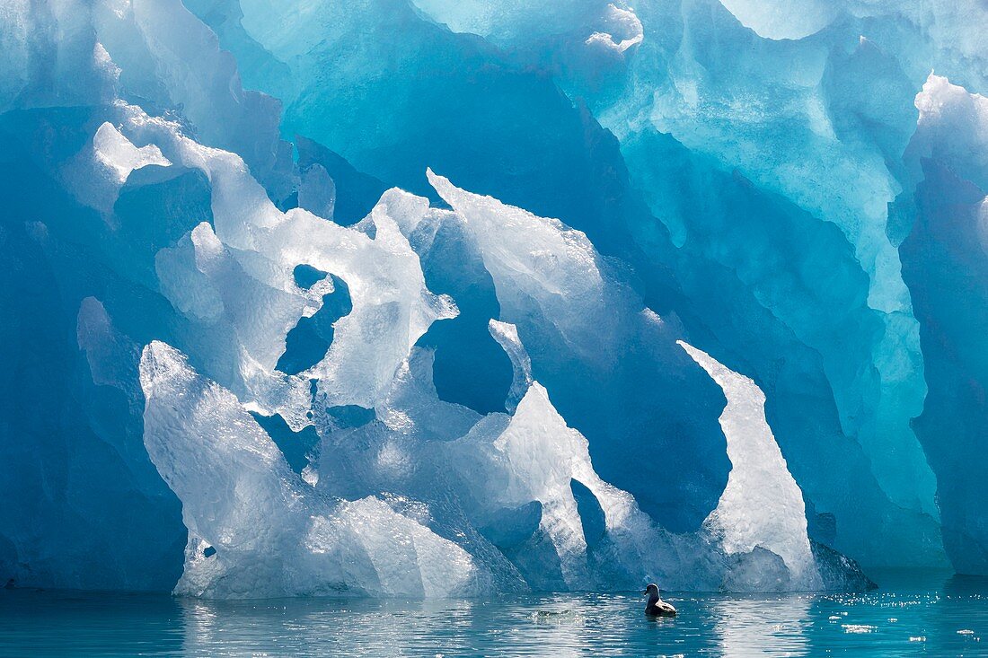 Blue iceberg and fulmar, Svalbard