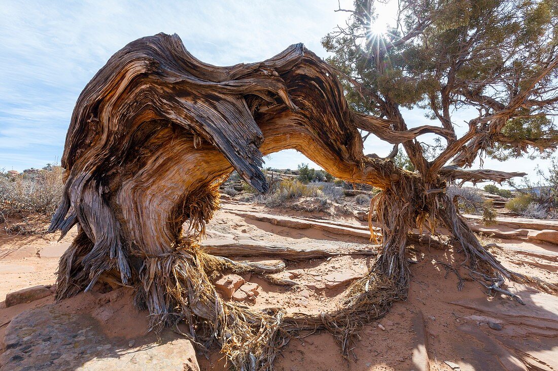 Utah juniper, Arches National Park, Utah, USA