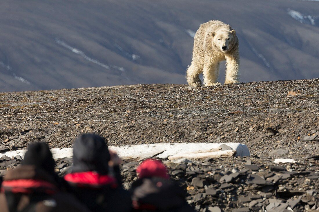Polar bear confronting tourists
