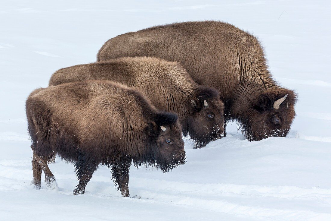 Bison grazing in snow