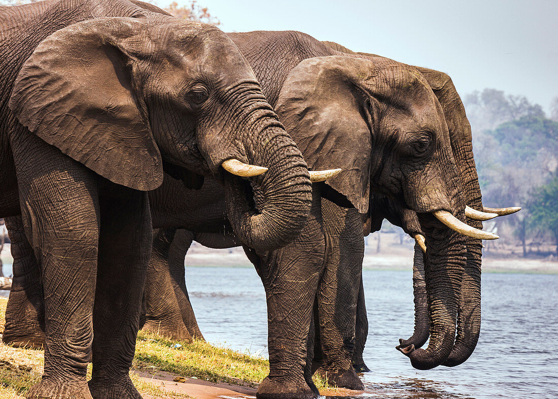 Elephants by the river