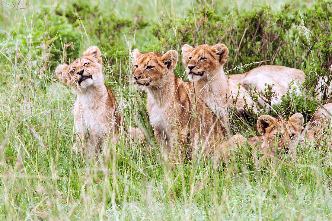 Lions cubs