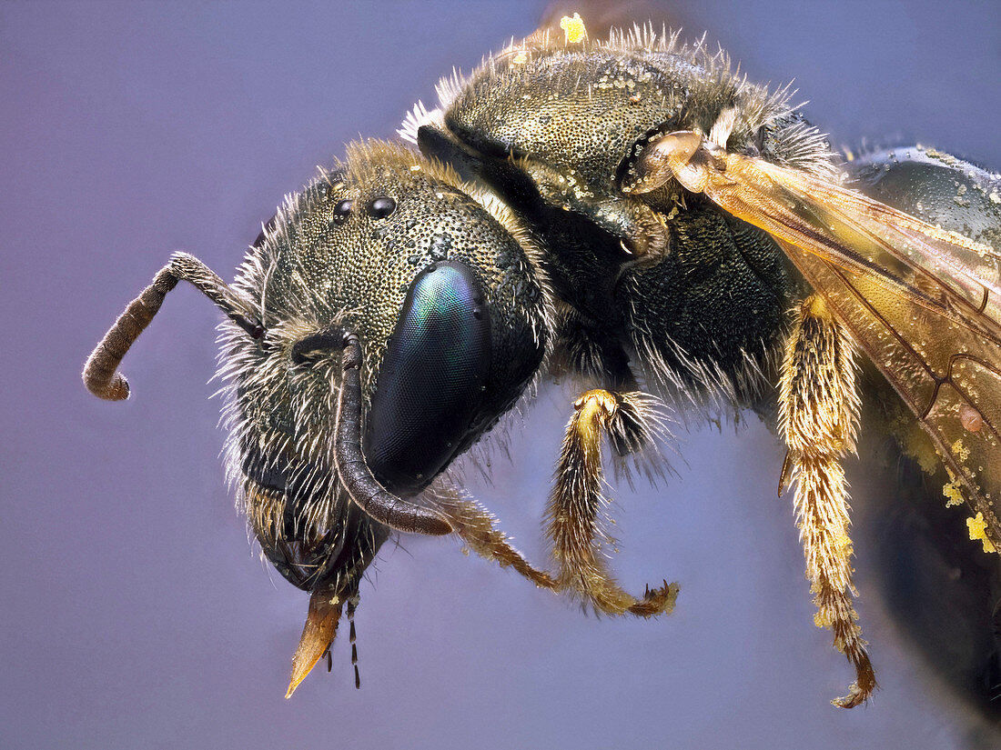 Small metallic bee