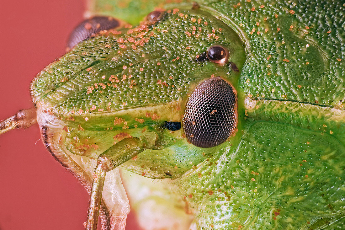 Green stink bug