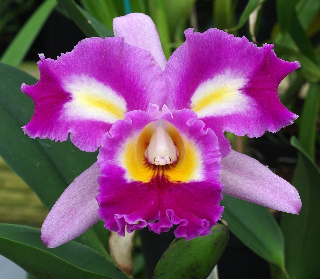 Cattleya hybrid orchid 'Can Can'
