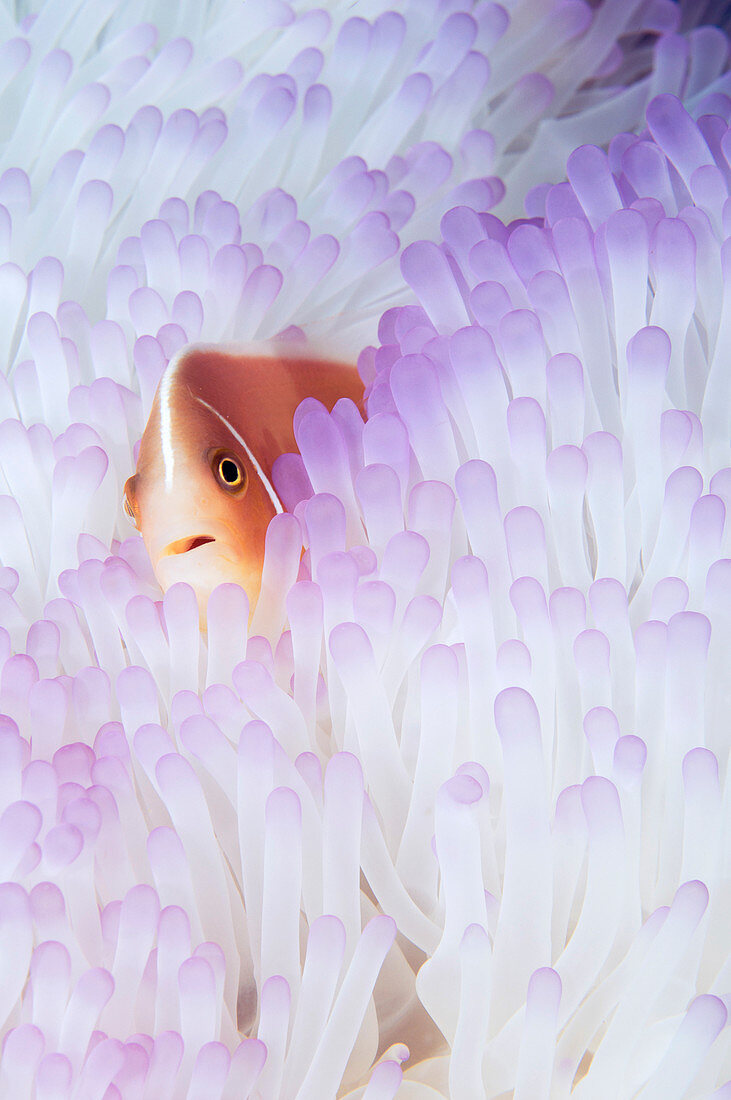 Pink Anemonefish in Bleached Anemone