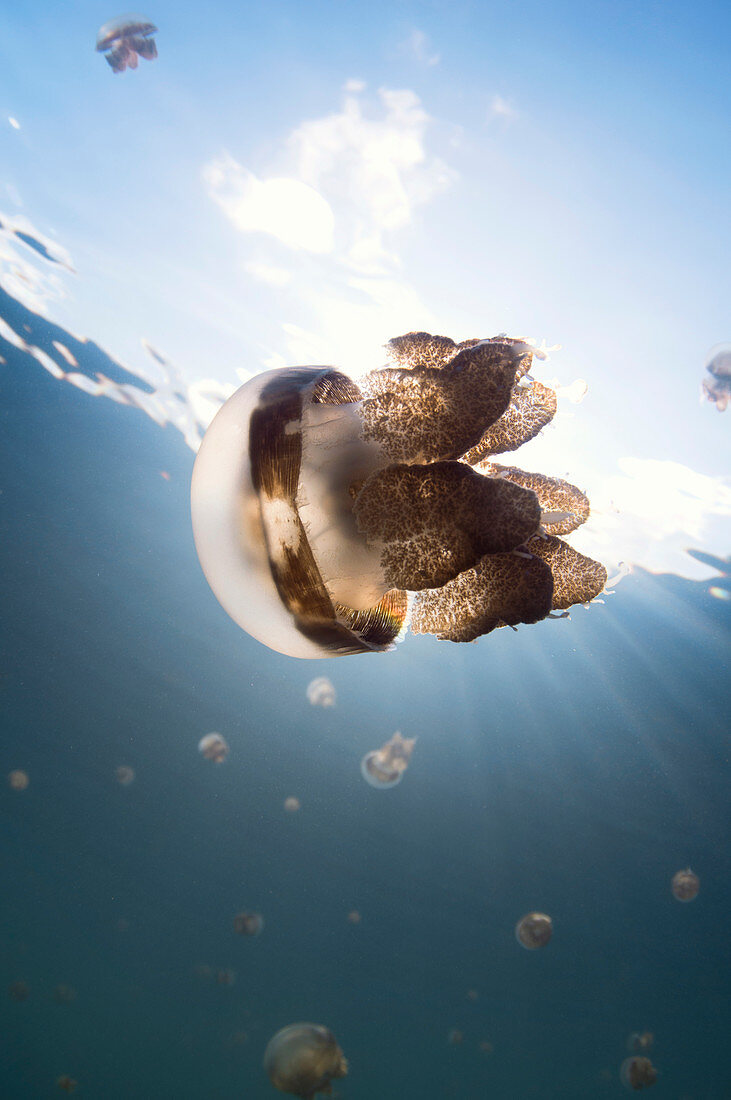 Jellyfish and sunbeams