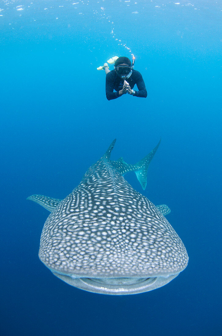 Snorkeler and Whale shark