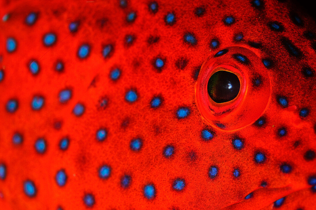 Coral Grouper Eye Detail